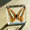 Graphium Sarpedon | Conscious Craft